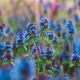 蓝野